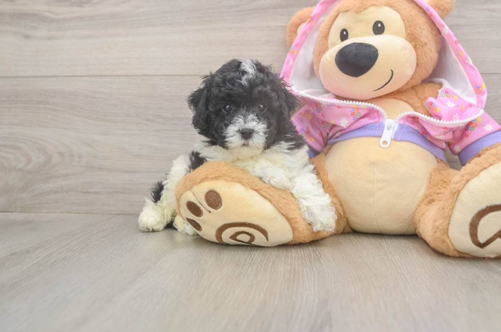 5 week old Poodle Puppy For Sale - Seaside Pups