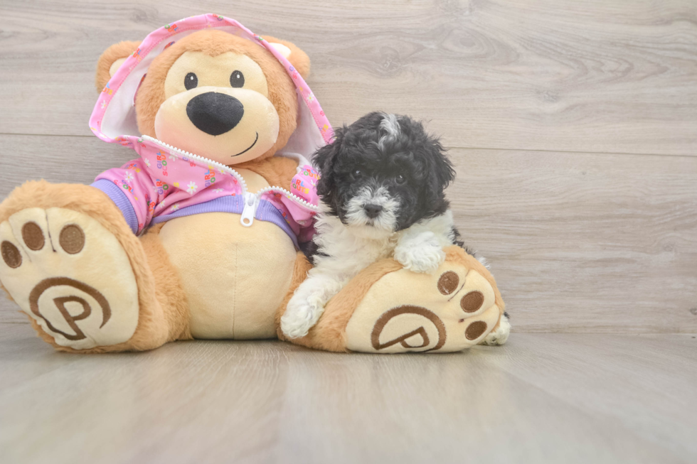 Akc Registered Poodle Purebred Pup