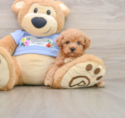 6 week old Poodle Puppy For Sale - Seaside Pups