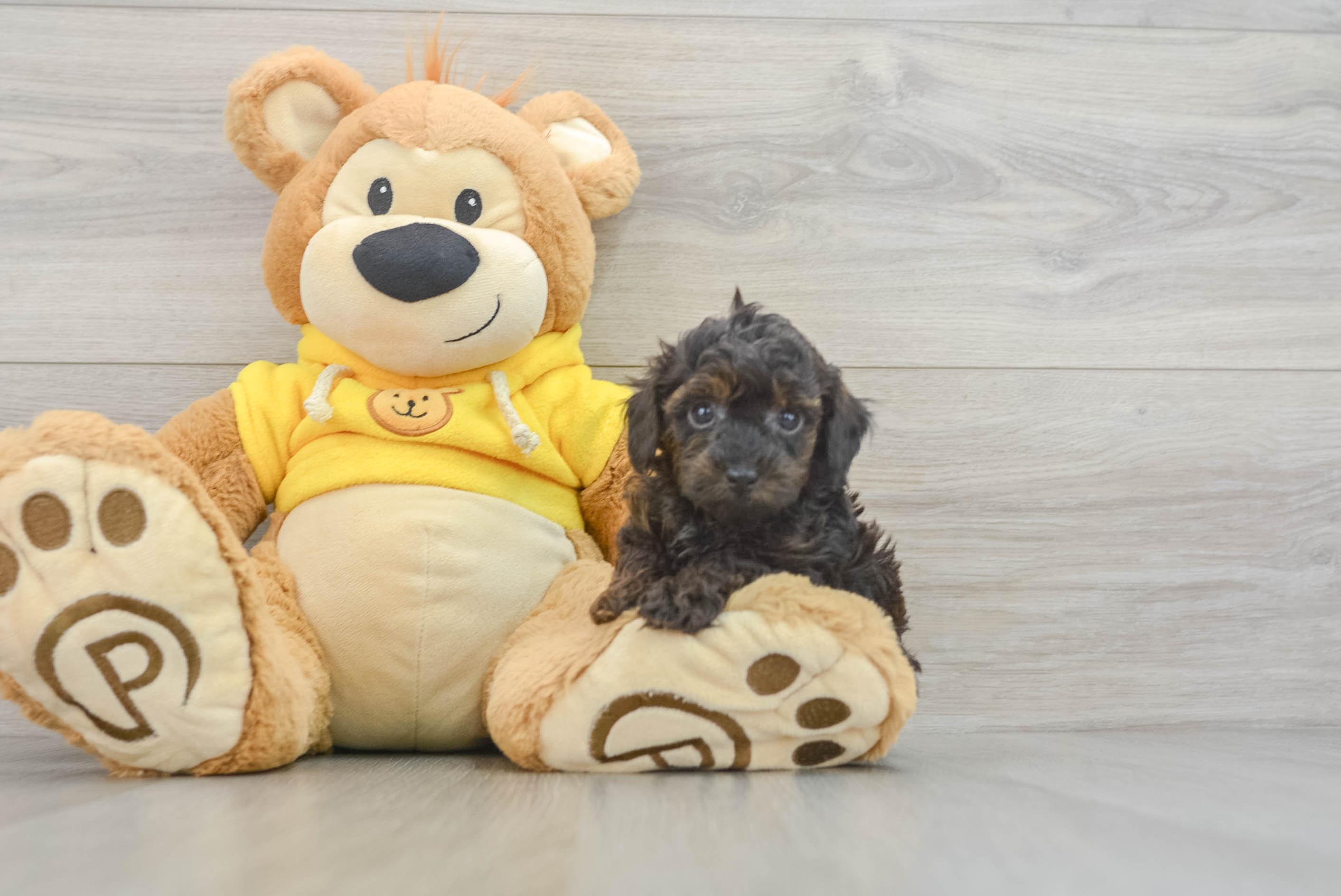 Best Poodle Baby