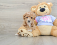 6 week old Poodle Puppy For Sale - Seaside Pups