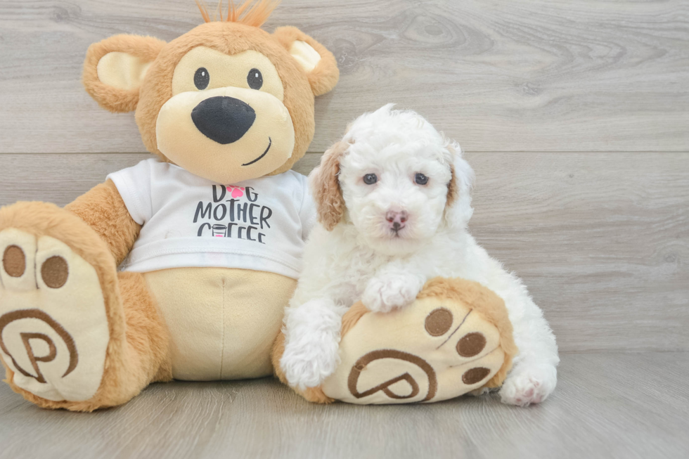 Poodle Puppy for Adoption