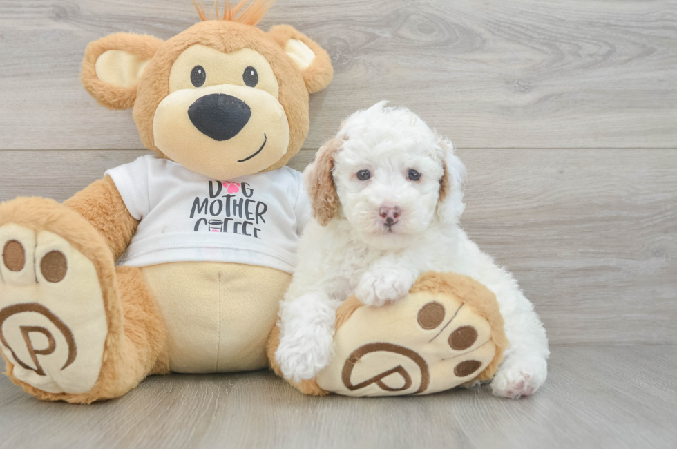 6 week old Poodle Puppy For Sale - Seaside Pups