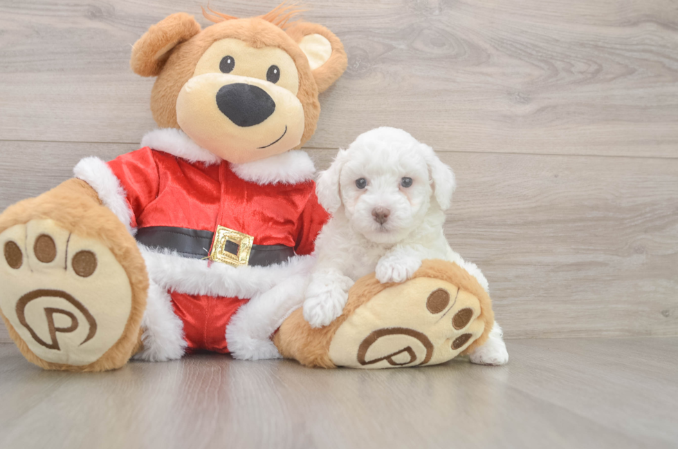 5 week old Poodle Puppy For Sale - Seaside Pups