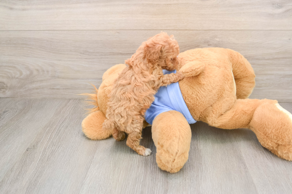 Sweet Toy Poodle Purebred Puppy