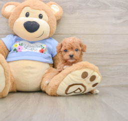 6 week old Poodle Puppy For Sale - Seaside Pups