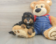 8 week old Poodle Puppy For Sale - Seaside Pups