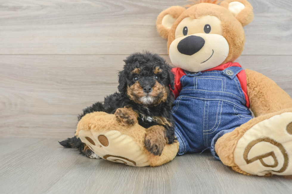 5 week old Poodle Puppy For Sale - Seaside Pups