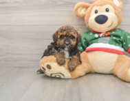 7 week old Poodle Puppy For Sale - Seaside Pups