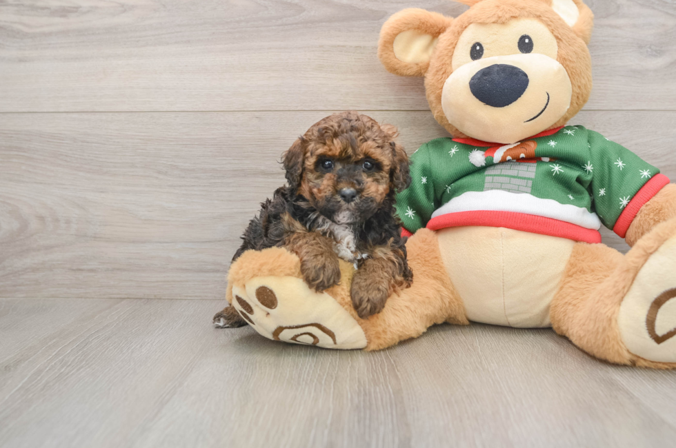 5 week old Poodle Puppy For Sale - Seaside Pups