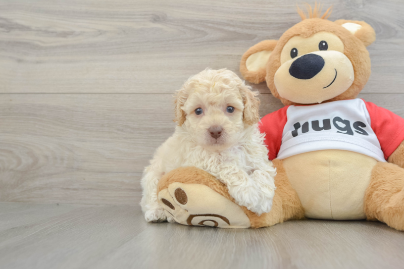 Meet Bacon - our Poodle Puppy Photo 1/3 - Seaside Pups