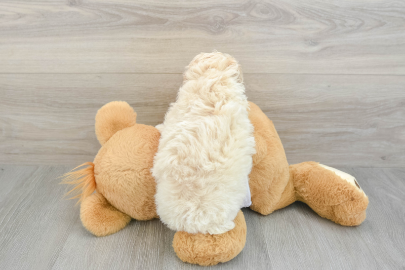 Meet Bacon - our Poodle Puppy Photo 2/3 - Seaside Pups