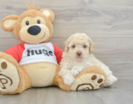 7 week old Poodle Puppy For Sale - Seaside Pups