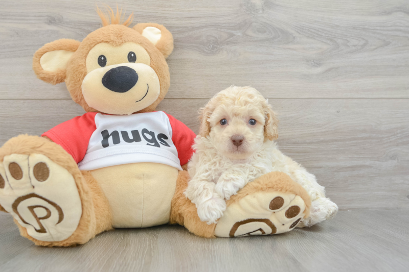 Meet Bacon - our Poodle Puppy Photo 3/3 - Seaside Pups