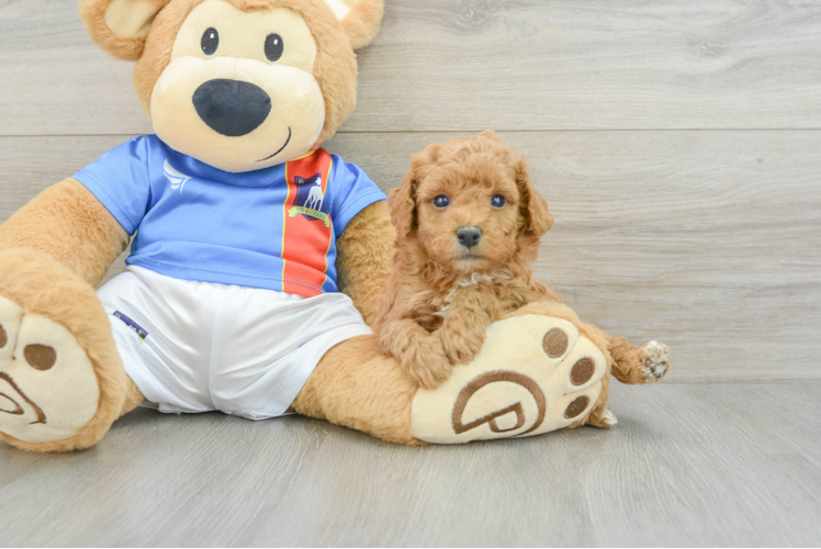 Poodle Pup Being Cute