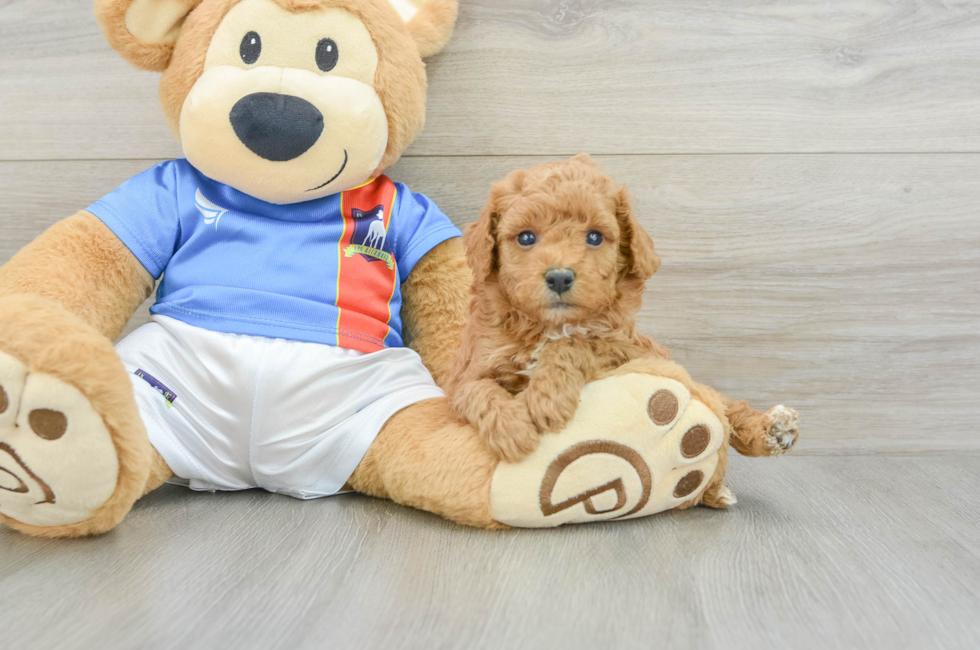 6 week old Poodle Puppy For Sale - Seaside Pups