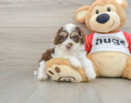 6 week old Poodle Puppy For Sale - Seaside Pups