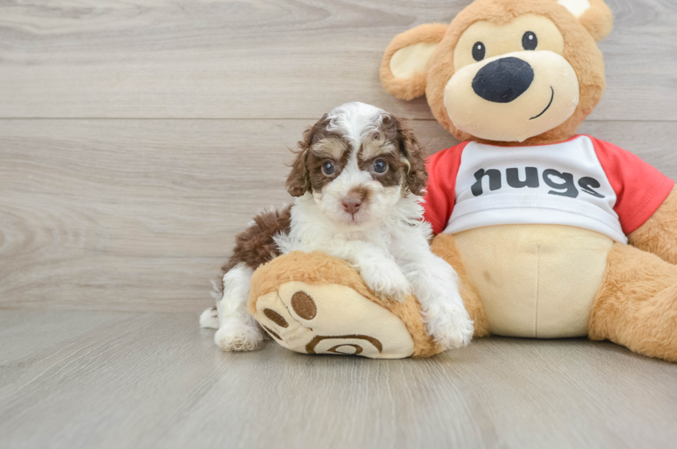 6 week old Poodle Puppy For Sale - Seaside Pups