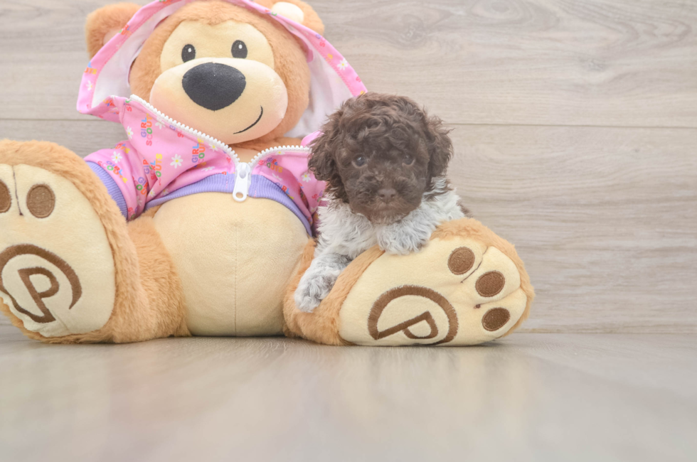 5 week old Poodle Puppy For Sale - Seaside Pups