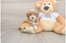 Poodle Puppy for Adoption