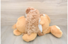 Fluffy Toy Poodle Purebred Puppy