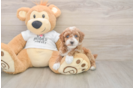 Poodle Puppy for Adoption