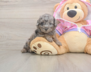 7 week old Poodle Puppy For Sale - Seaside Pups