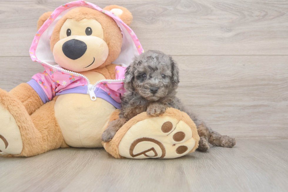 Poodle Puppy for Adoption