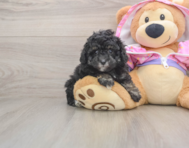 6 week old Poodle Puppy For Sale - Seaside Pups