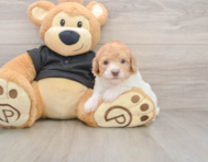 7 week old Poodle Puppy For Sale - Seaside Pups