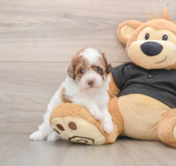 5 week old Poodle Puppy For Sale - Seaside Pups