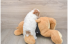 Poodle Puppy for Adoption