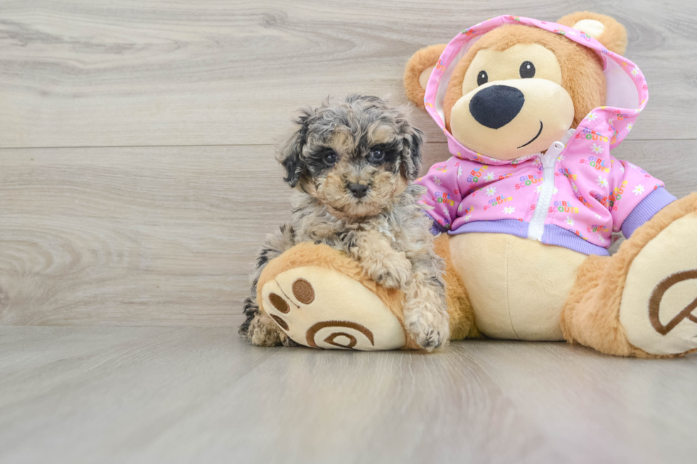 Playful Poodle Baby