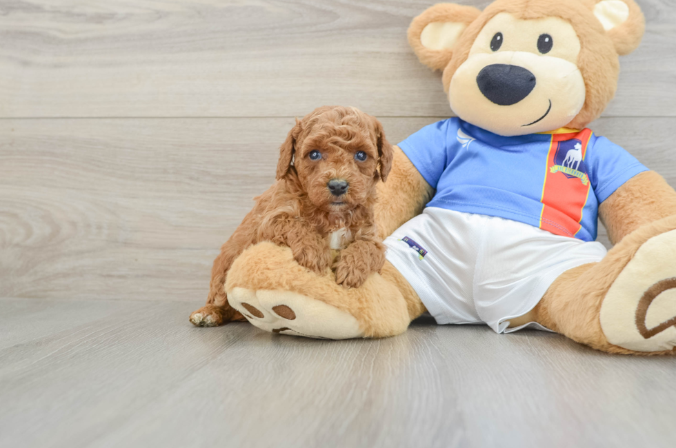 6 week old Poodle Puppy For Sale - Seaside Pups