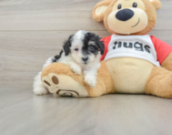 6 week old Poodle Puppy For Sale - Seaside Pups