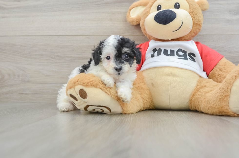 6 week old Poodle Puppy For Sale - Seaside Pups