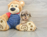 8 week old Poodle Puppy For Sale - Seaside Pups