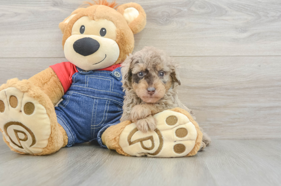 5 week old Poodle Puppy For Sale - Seaside Pups