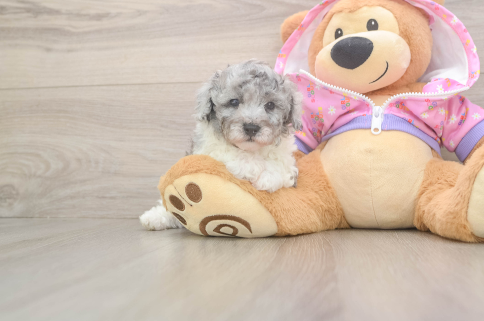 5 week old Poodle Puppy For Sale - Seaside Pups