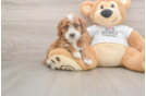 Poodle Pup Being Cute