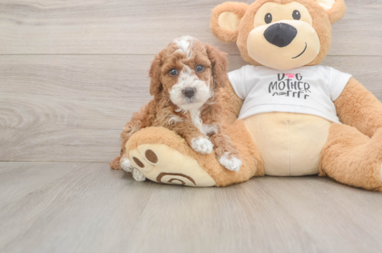 Poodle Pup Being Cute