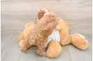 Popular Poodle Baby
