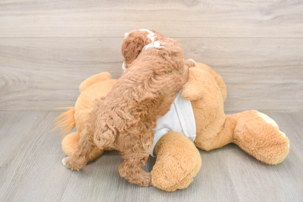 Popular Poodle Baby