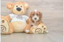 Hypoallergenic Poodle Purebred Pup