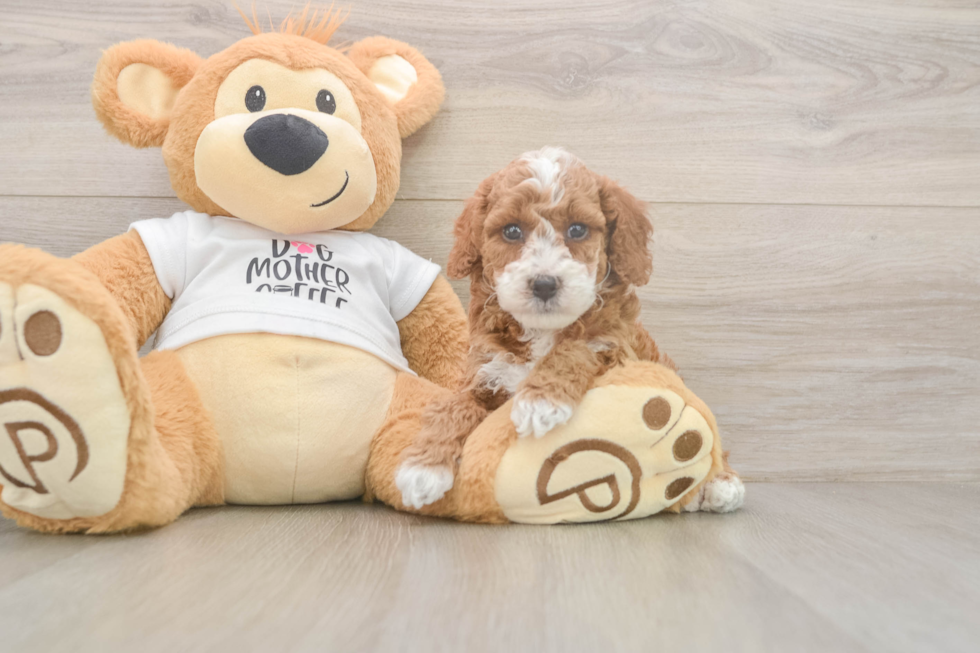Hypoallergenic Poodle Purebred Pup