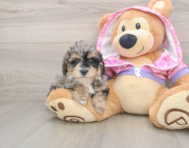 7 week old Poodle Puppy For Sale - Seaside Pups