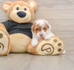 5 week old Poodle Puppy For Sale - Seaside Pups