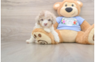Best Poodle Baby