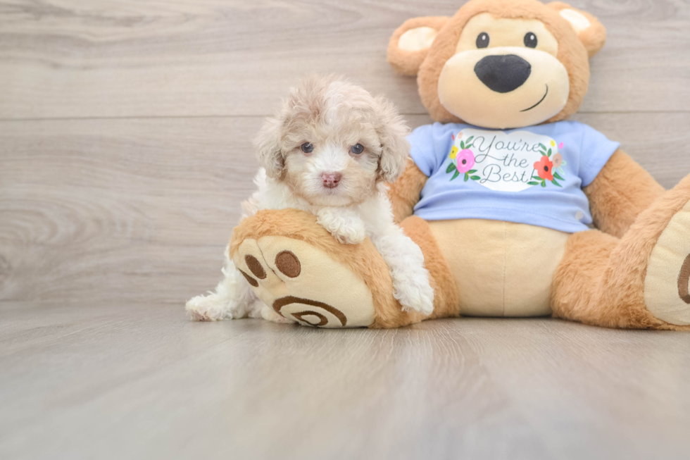 Best Poodle Baby