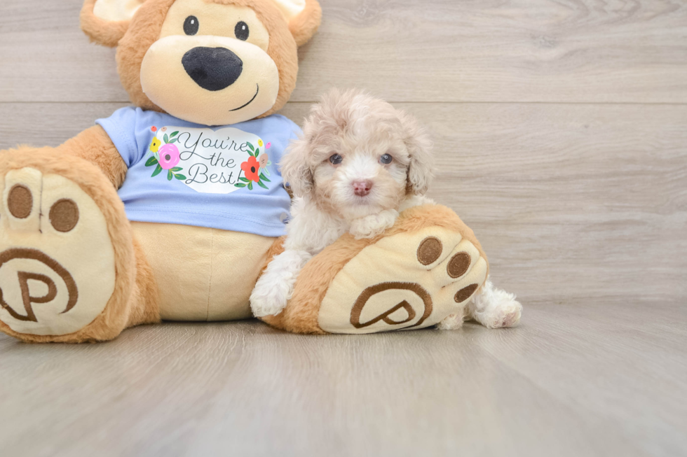 Little Poodle Purebred Pup